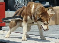 alaskan malamute weight pulling