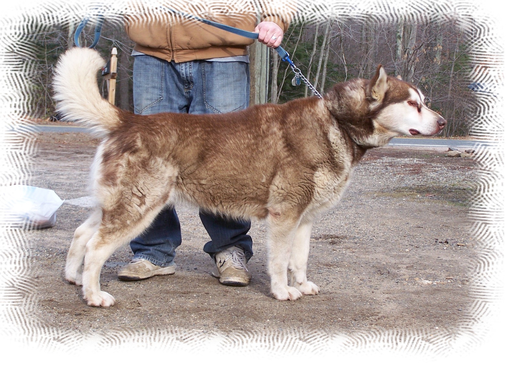 Alaskan Malamute Walking Powered By God Kennel