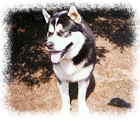 Alaskan Malamute Starring Powered By God Kennel